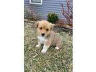 Pembroke Welsh Corgi Puppy for sale in Trenton, MO, USA
