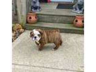 Bulldog Puppy for sale in Connersville, IN, USA