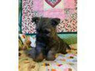 Cairn Terrier Puppy for sale in Clarkston, WA, USA