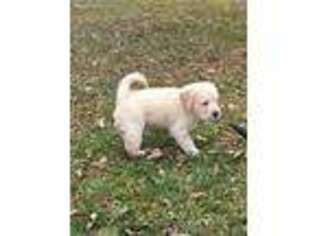 Labradoodle Puppy for sale in Dequincy, LA, USA
