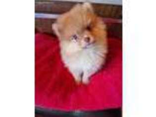 Pomeranian Puppy for sale in Fennville, MI, USA