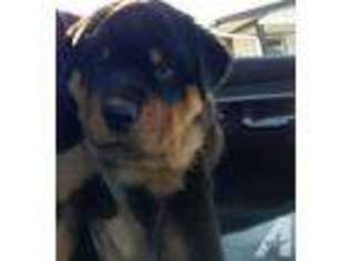 Rottweiler Puppy for sale in RICHLAND, PA, USA