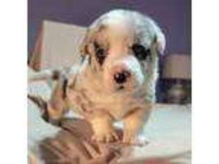 Medium Photo #1 Cardigan Welsh Corgi Puppy For Sale in Fort Worth, TX, USA