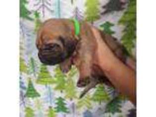 Bloodhound Puppy for sale in New Cumberland, WV, USA
