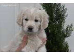 Goldendoodle Puppy for sale in Wooster, OH, USA