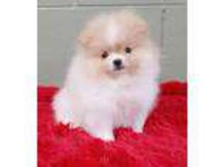 Pomeranian Puppy for sale in San Luis Obispo, CA, USA