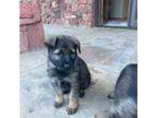 German Shepherd Dog Puppy for sale in Gypsum, CO, USA