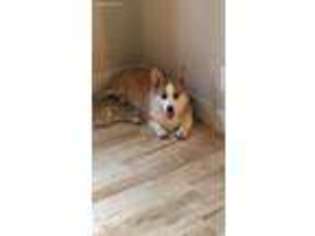 Pembroke Welsh Corgi Puppy for sale in Upland, CA, USA