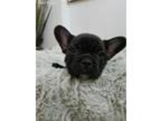 French Bulldog Puppy for sale in Hannibal, MO, USA