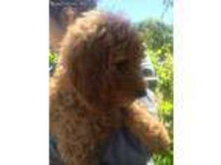 Goldendoodle Puppy for sale in Fremont, CA, USA