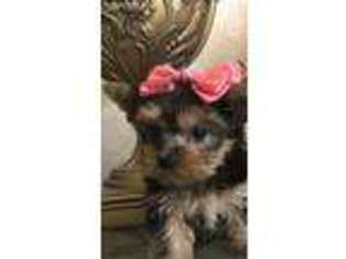 Yorkshire Terrier Puppy for sale in Modesto, CA, USA