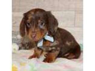 Dachshund Puppy for sale in Syracuse, IN, USA