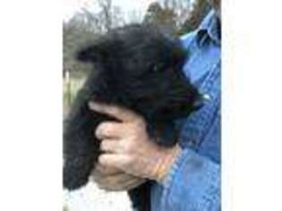 Scottish Terrier Puppy for sale in Prairie Grove, AR, USA