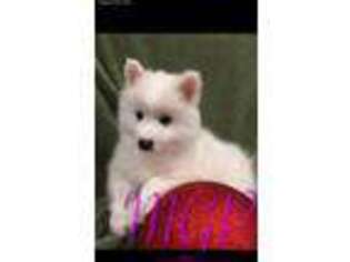 American Eskimo Dog Puppy for sale in Mount Pleasant Mills, PA, USA