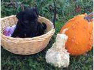 Pug Puppy for sale in Baylis, IL, USA