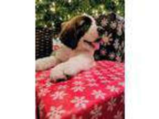 Saint Bernard Puppy for sale in Lake City, FL, USA