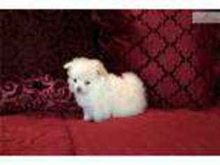 Pomeranian Puppy for sale in Monroe, LA, USA
