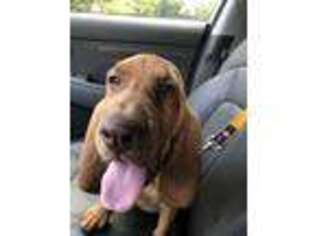 Bloodhound Puppy for sale in Spotsylvania, VA, USA