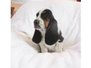 Basset Hound Puppy for sale in Mena, AR, USA