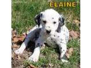 Dalmatian Puppy for sale in Excelsior Springs, MO, USA