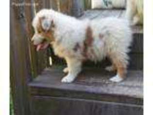Australian Shepherd Puppy for sale in Douglasville, GA, USA