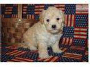 Mutt Puppy for sale in Sioux City, IA, USA