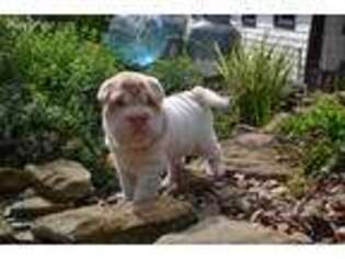 Mutt Puppy for sale in Chambersville, PA, USA
