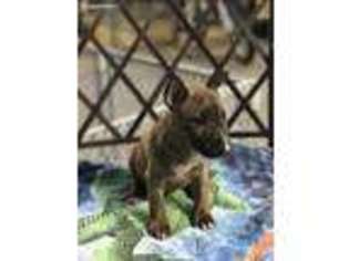 Bull Terrier Puppy for sale in Hialeah, FL, USA