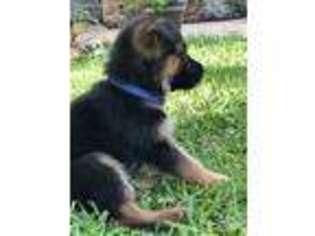 German Shepherd Dog Puppy for sale in Garland, TX, USA
