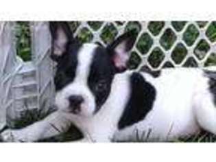 French Bulldog Puppy for sale in Fox River Grove, IL, USA
