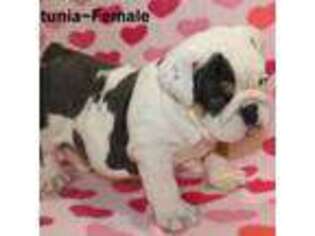 Bulldog Puppy for sale in Maple Hill, KS, USA
