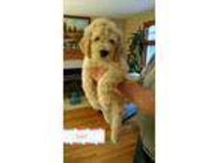 Labradoodle Puppy for sale in Randolph, MA, USA