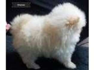 Pomeranian Puppy for sale in Fairview, MI, USA