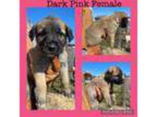 Anatolian Shepherd Puppy for sale in Forney, TX, USA