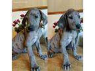 Great Dane Puppy for sale in Peoria, IL, USA