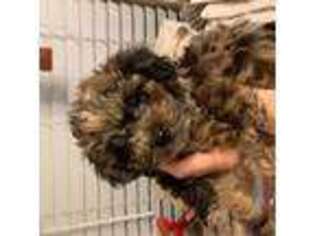 Mutt Puppy for sale in Orange Grove, TX, USA