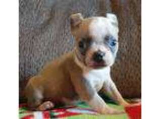 Boston Terrier Puppy for sale in Oakwood, IL, USA