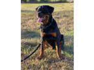 Rottweiler Puppy for sale in Dallas, TX, USA