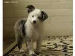 Miniature Australian Shepherd Puppy for sale in Franklinville, NC, USA