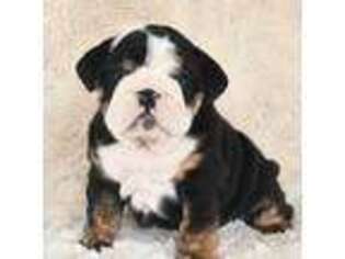 Bulldog Puppy for sale in Middletown, DE, USA