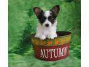 Papillon Puppy for sale in New Haven, MI, USA
