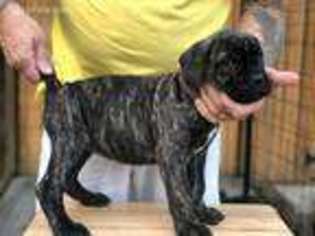 Cane Corso Puppy for sale in Holbrook, PA, USA