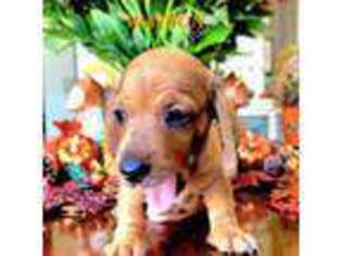 Dachshund Puppy for sale in Thornton, CO, USA