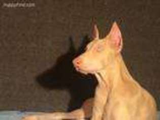 Medium Photo #1 Doberman Pinscher Puppy For Sale in Unknown, USA