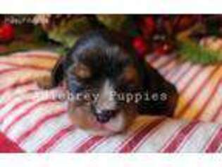 Cavalier King Charles Spaniel Puppy for sale in Plato, MO, USA