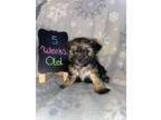 Shorkie Tzu Puppy for sale in Eugene, OR, USA
