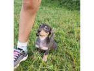 Dachshund Puppy for sale in Clinton, MI, USA