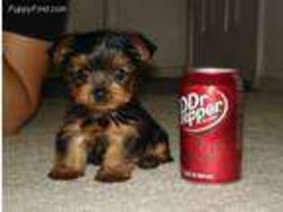Yorkshire Terrier Puppy for sale in Irvine, CA, USA