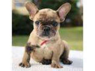 French Bulldog Puppy for sale in Pembroke Pines, FL, USA