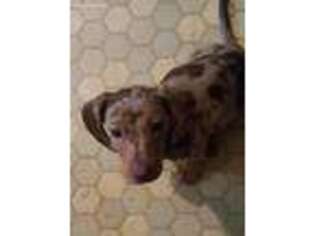 Dachshund Puppy for sale in Greeneville, TN, USA